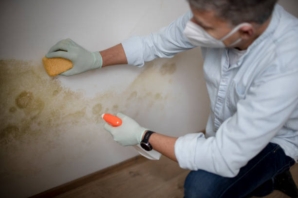 Trusted Omaha, TX Mold Removal Experts